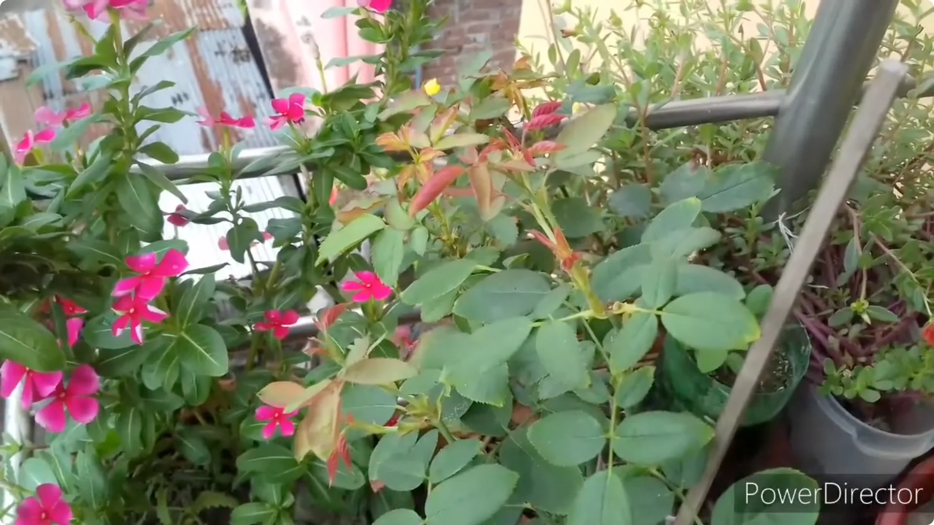 Why Is Your Rose Plant Stunted? Causes and Easy Fixes screenshot 16