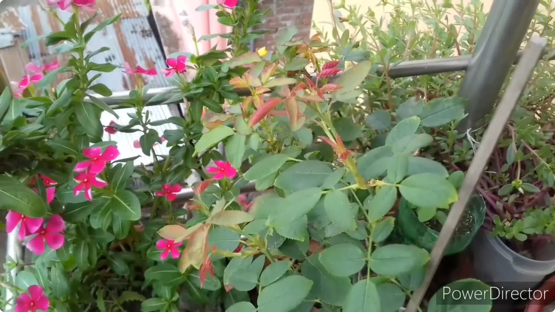 Why Is Your Rose Plant Stunted? Causes and Easy Fixes screenshot 17