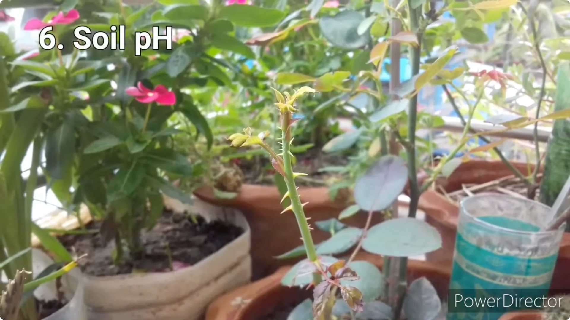 Why Is Your Rose Plant Stunted? Causes and Easy Fixes screenshot 18