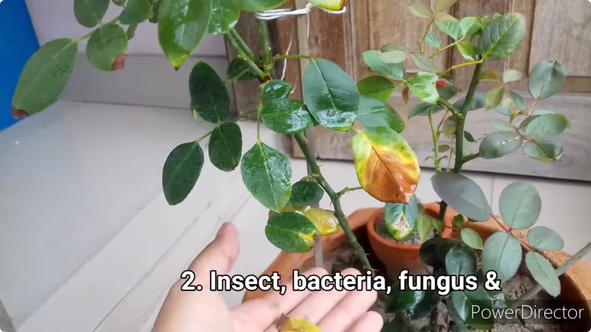 Why Is Your Rose Plant Stunted? Causes and Easy Fixes screenshot 2