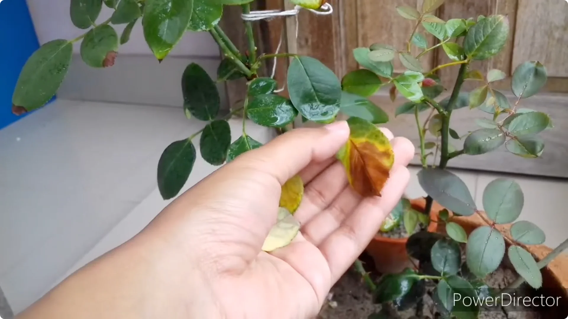 Why Is Your Rose Plant Stunted? Causes and Easy Fixes screenshot 3