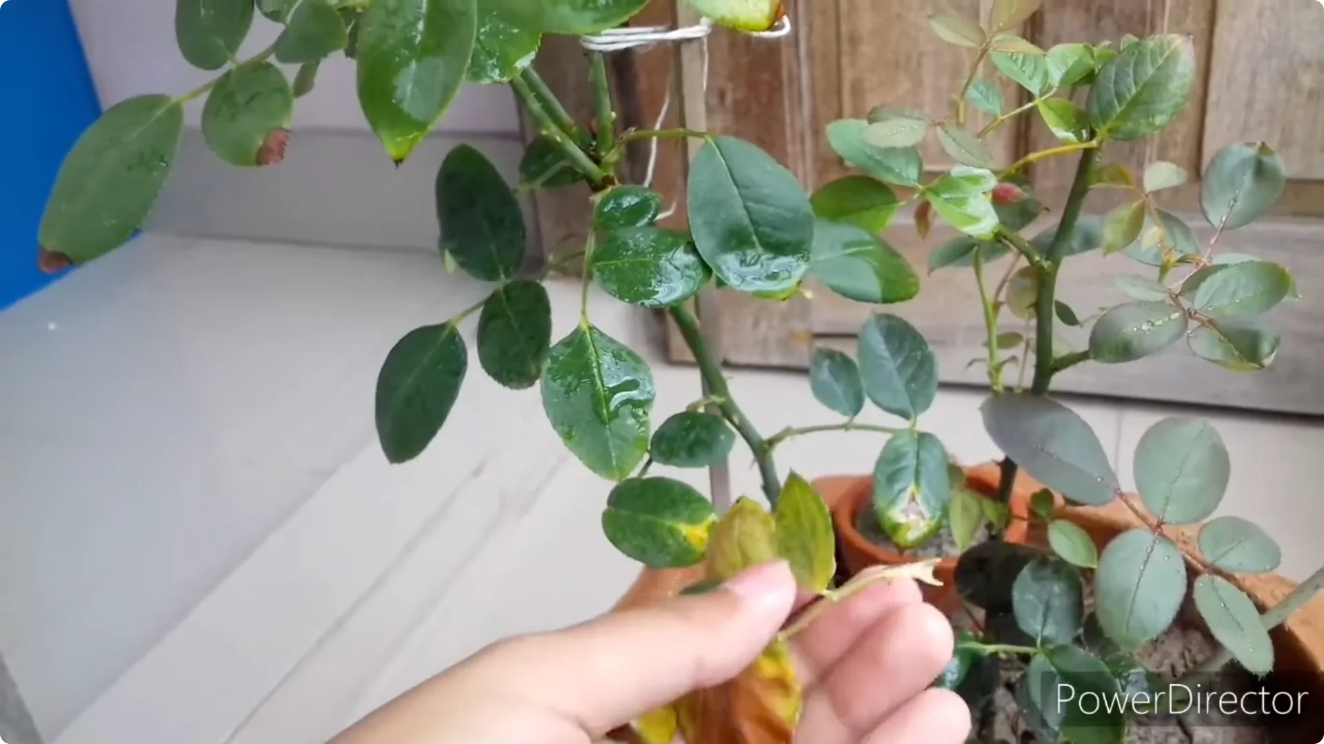 Why Is Your Rose Plant Stunted? Causes and Easy Fixes screenshot 4