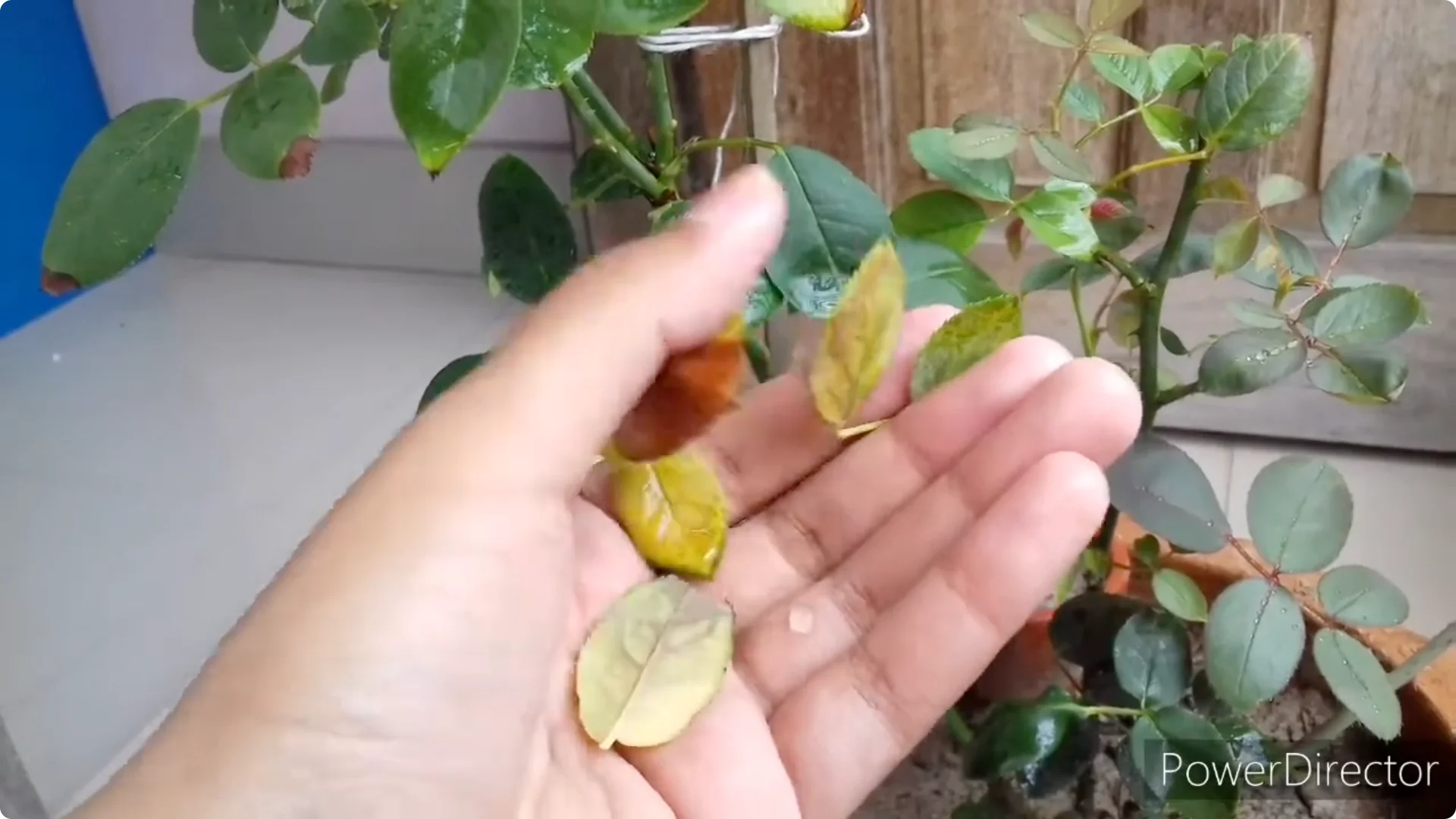 Why Is Your Rose Plant Stunted? Causes and Easy Fixes screenshot 5