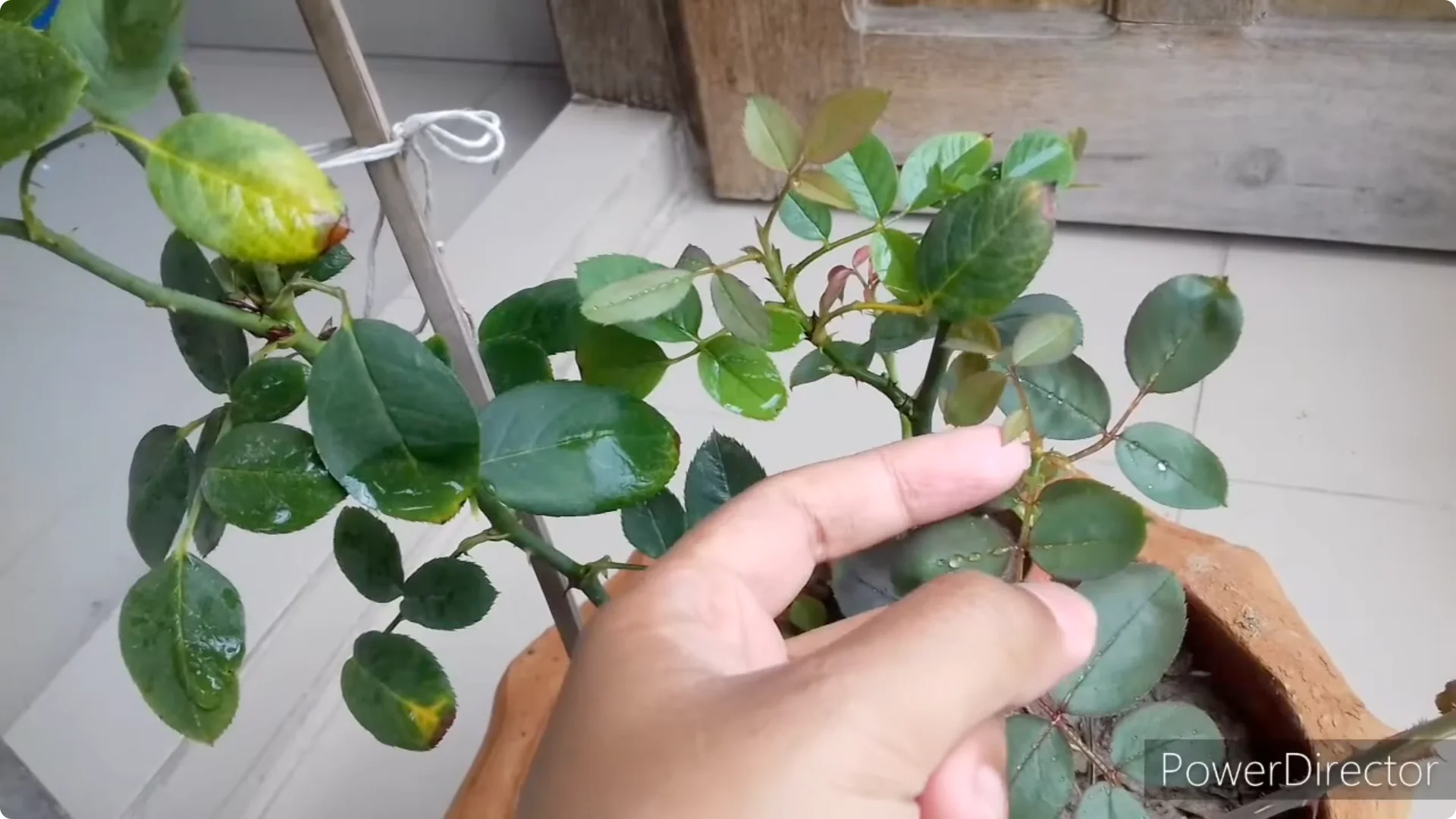 Why Is Your Rose Plant Stunted? Causes and Easy Fixes screenshot 7