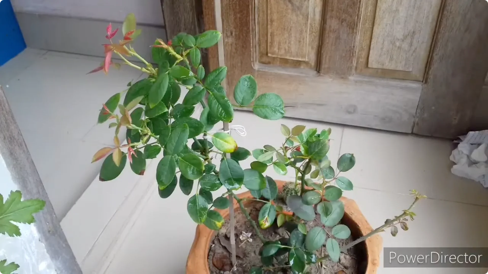 Why Is Your Rose Plant Stunted? Causes and Easy Fixes screenshot 8