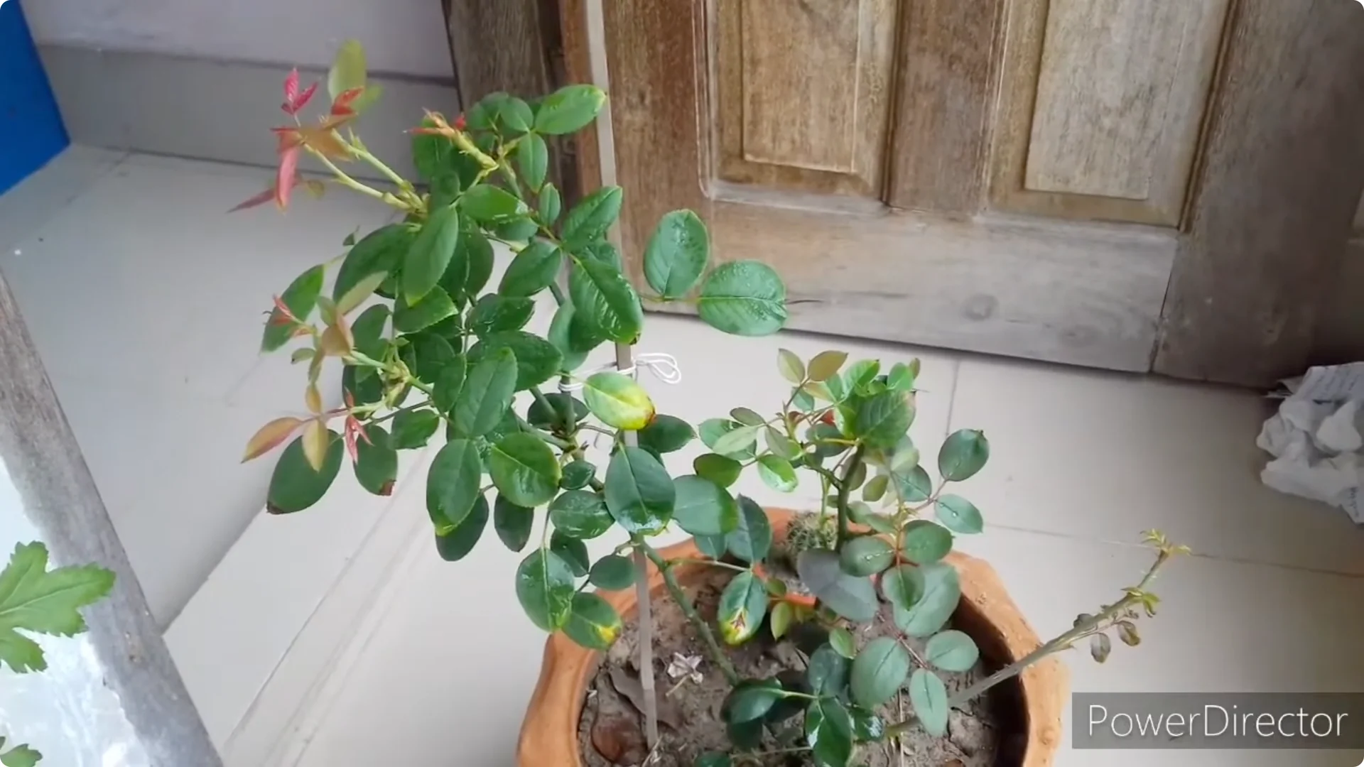 Why Is Your Rose Plant Stunted? Causes and Easy Fixes screenshot 9