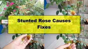 Why Is Your Rose Plant Stunted? Causes and Easy Fixes - Featured Image