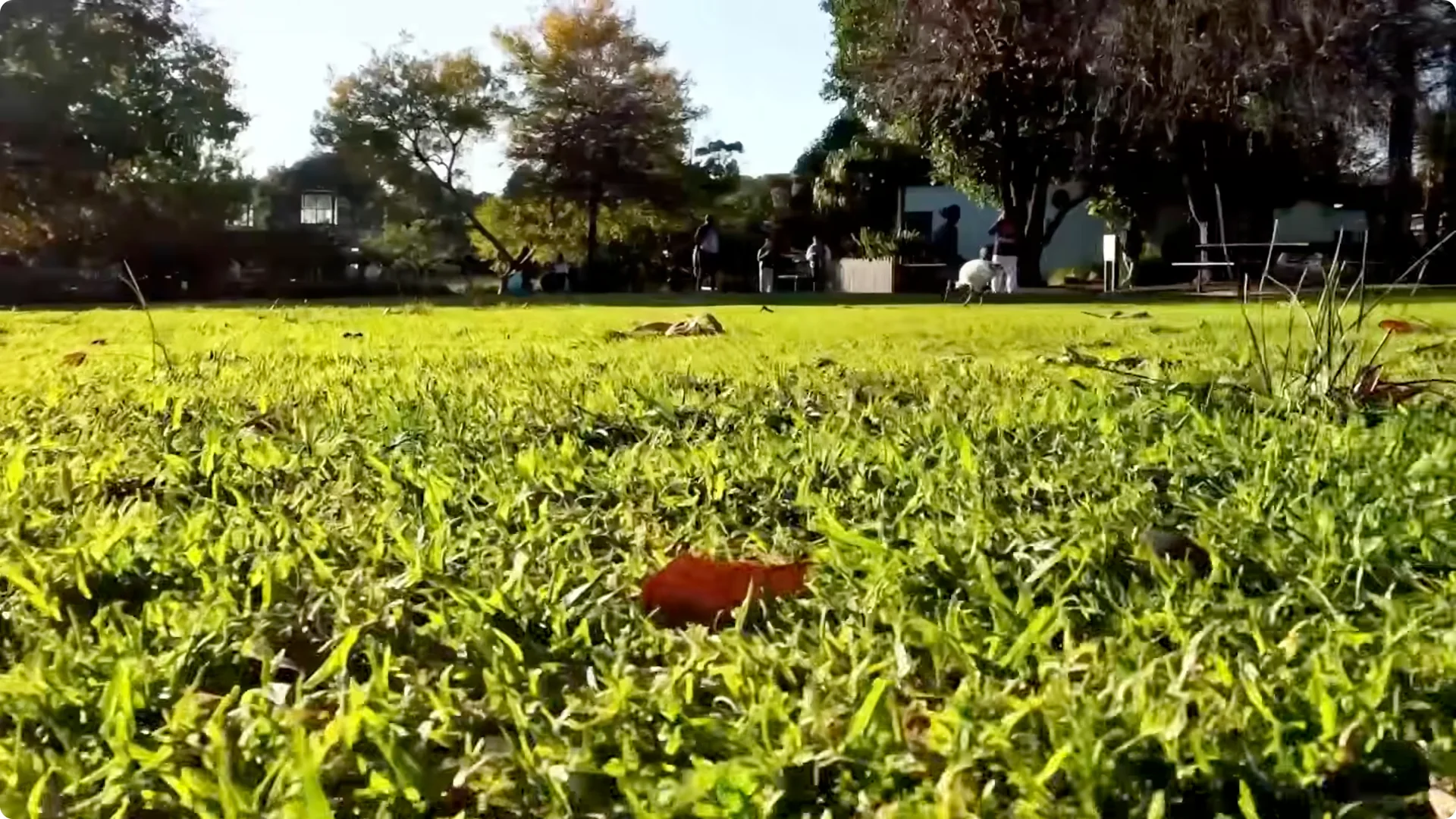 10 Backyard Landscaping Ideas That Transform Your Home Instantly screenshot 1