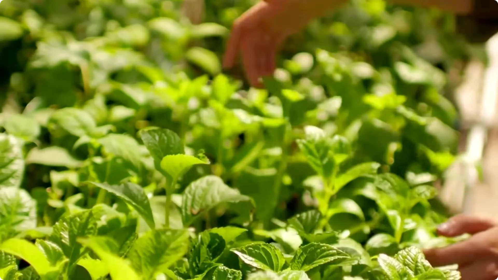 10 Backyard Landscaping Ideas That Transform Your Home Instantly screenshot 28