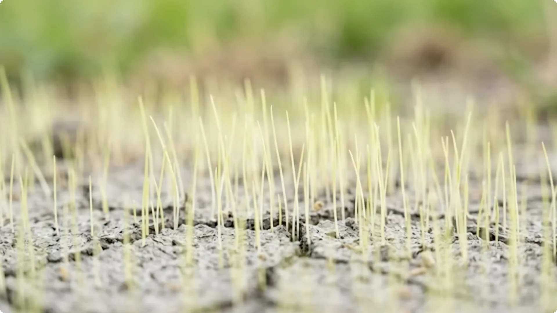 10 Backyard Landscaping Ideas That Transform Your Home Instantly screenshot 4