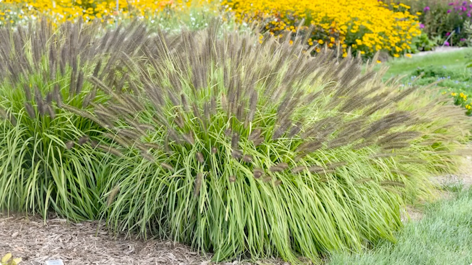 10 Garden Designs That May Lose Charm Over Time screenshot 7