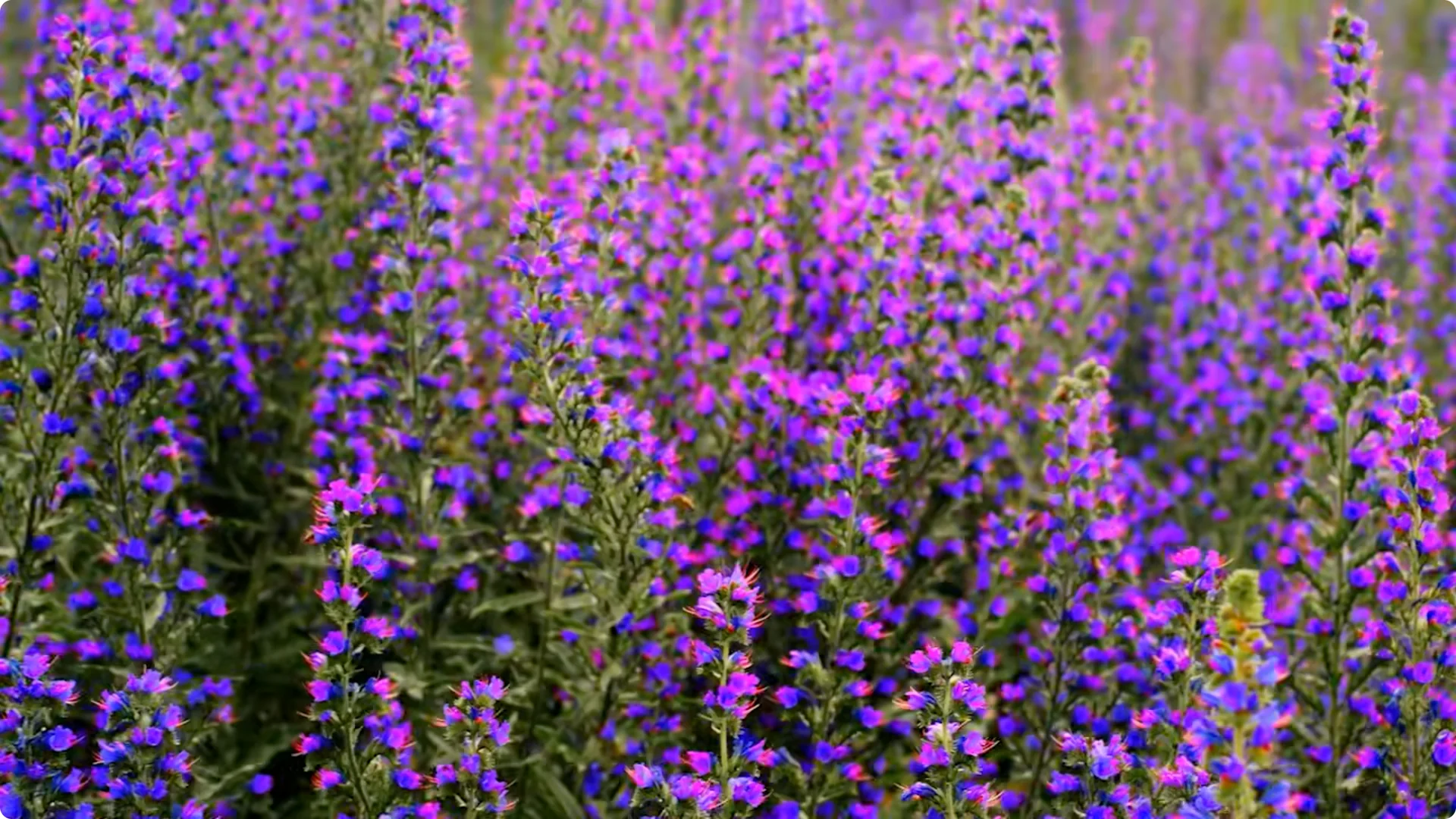 10 Plants That Can Instantly Transform Your Garden This Summer screenshot 10