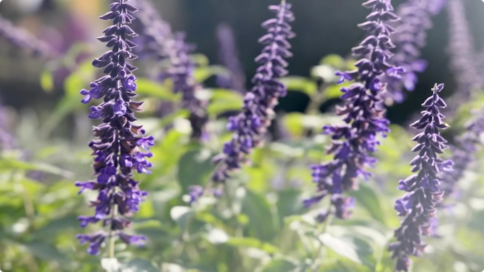 10 Plants That Can Instantly Transform Your Garden This Summer screenshot 11