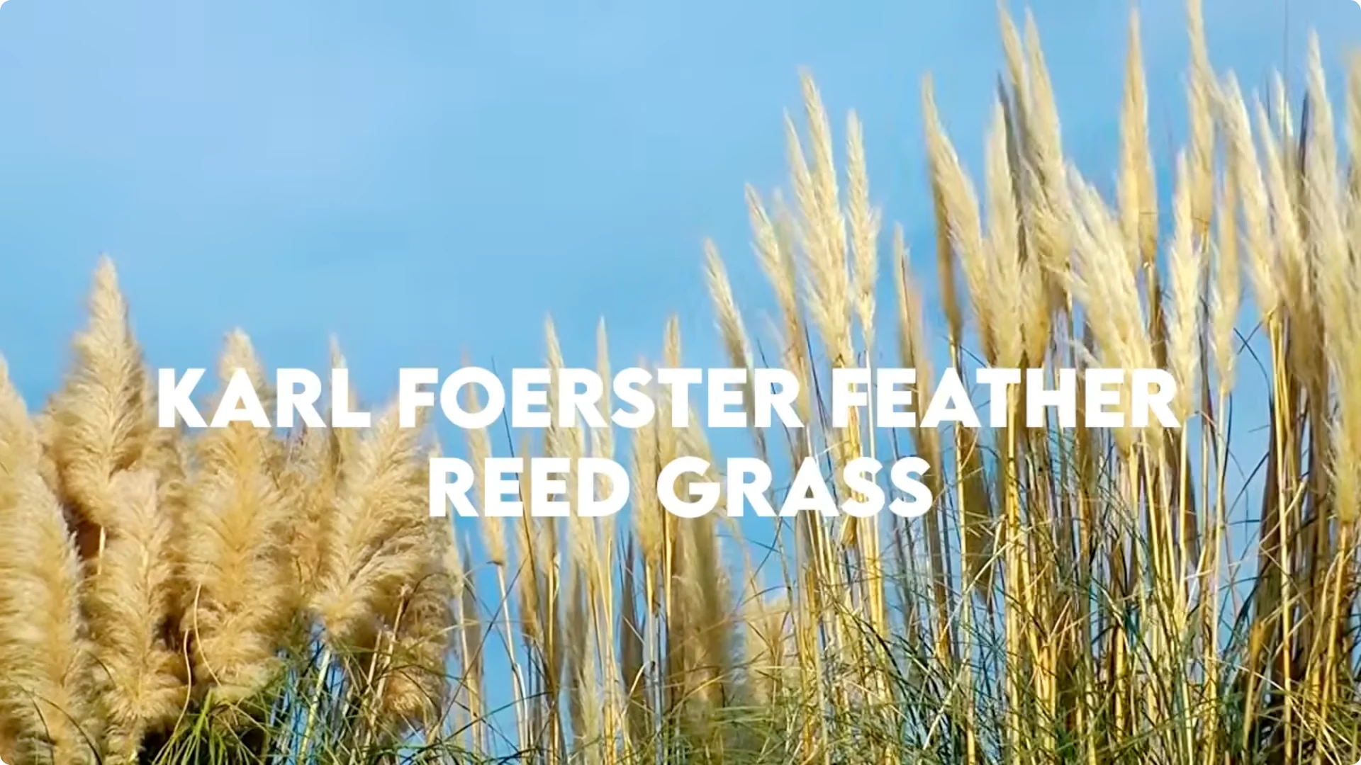 10 Plants That Can Instantly Transform Your Garden This Summer screenshot 12