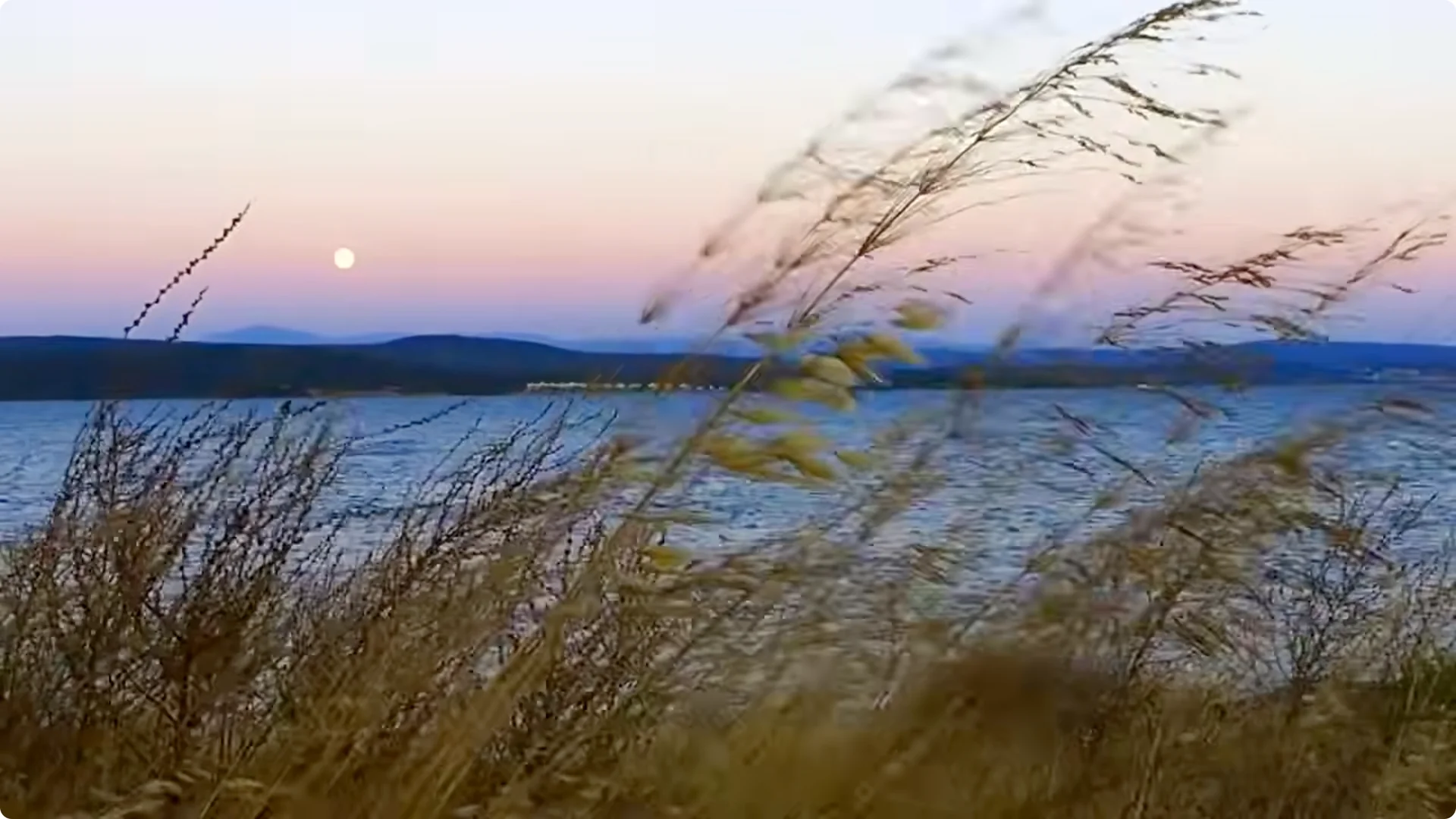 10 Plants That Can Instantly Transform Your Garden This Summer screenshot 13