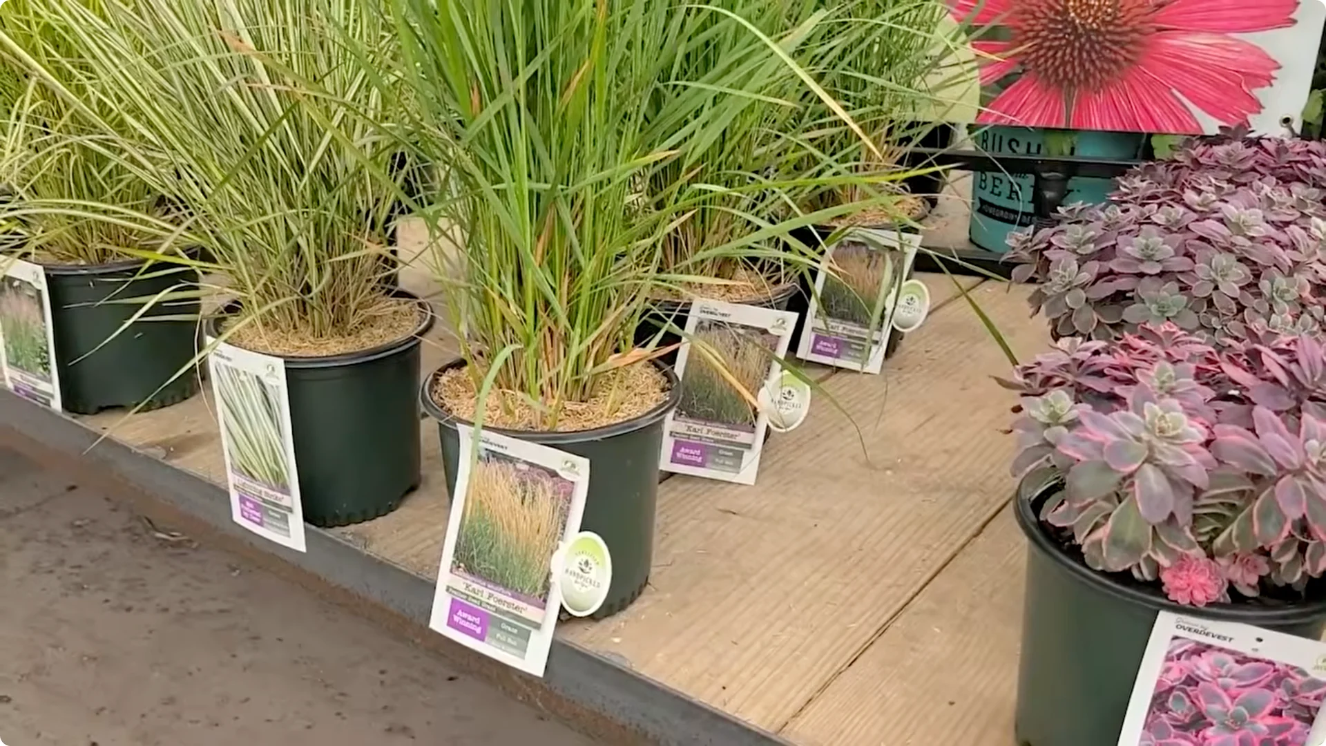 10 Plants That Can Instantly Transform Your Garden This Summer screenshot 14