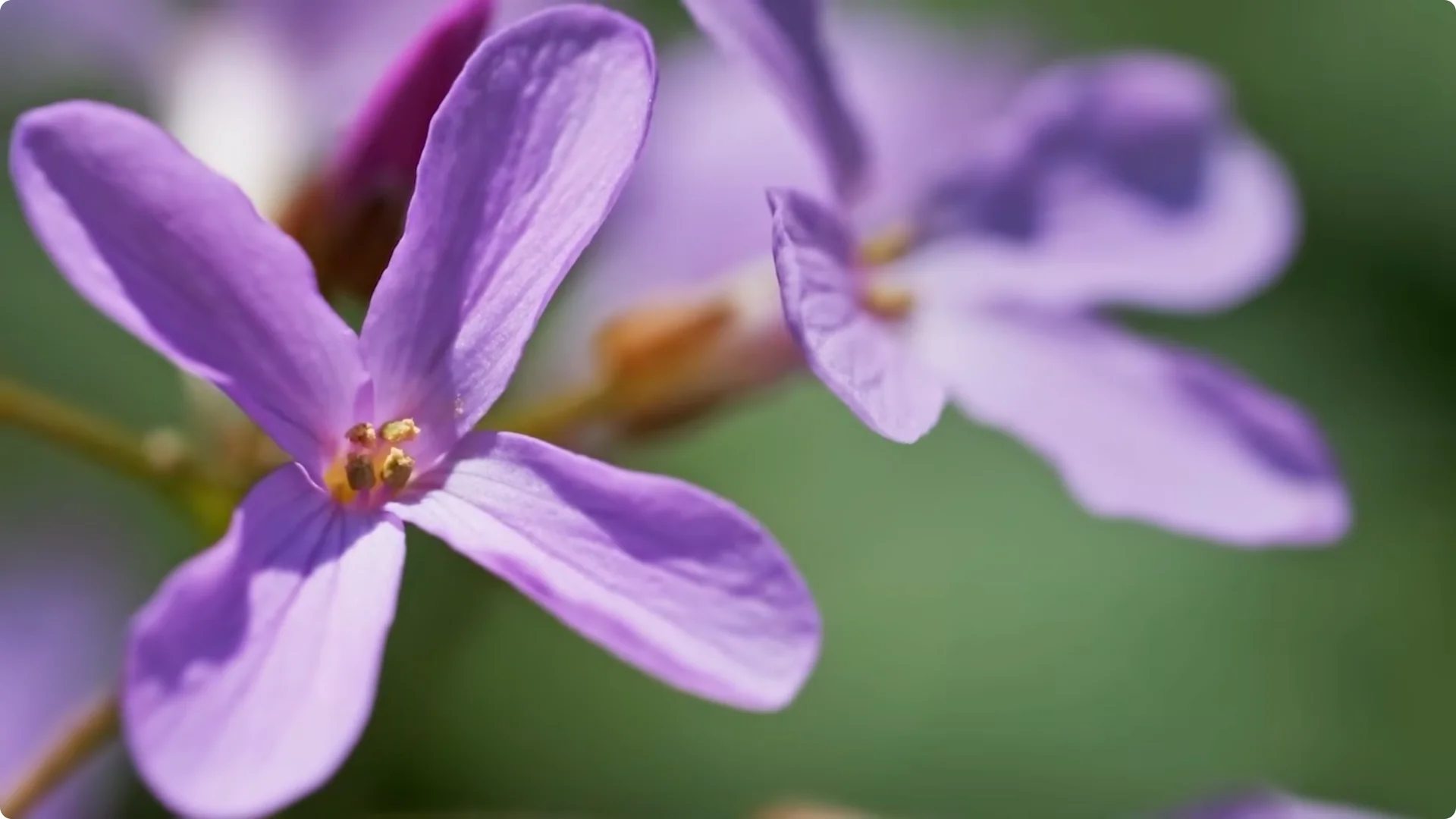 10 Plants That Can Instantly Transform Your Garden This Summer screenshot 15