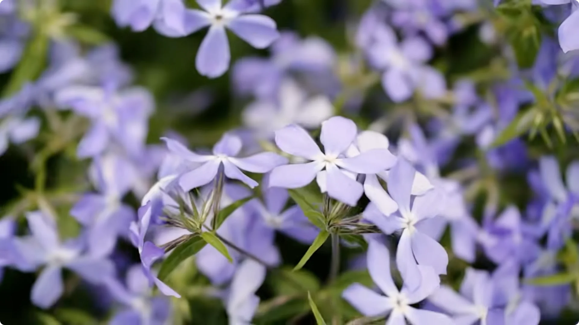 10 Plants That Can Instantly Transform Your Garden This Summer screenshot 16