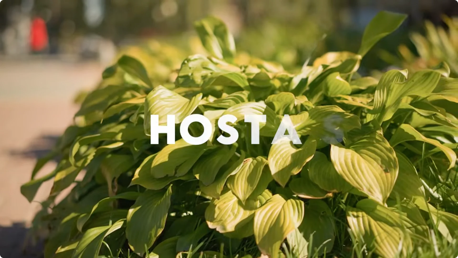 10 Plants That Can Instantly Transform Your Garden This Summer screenshot 18