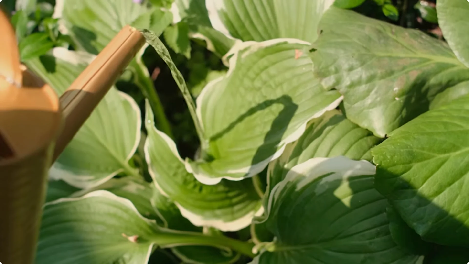 10 Plants That Can Instantly Transform Your Garden This Summer screenshot 19