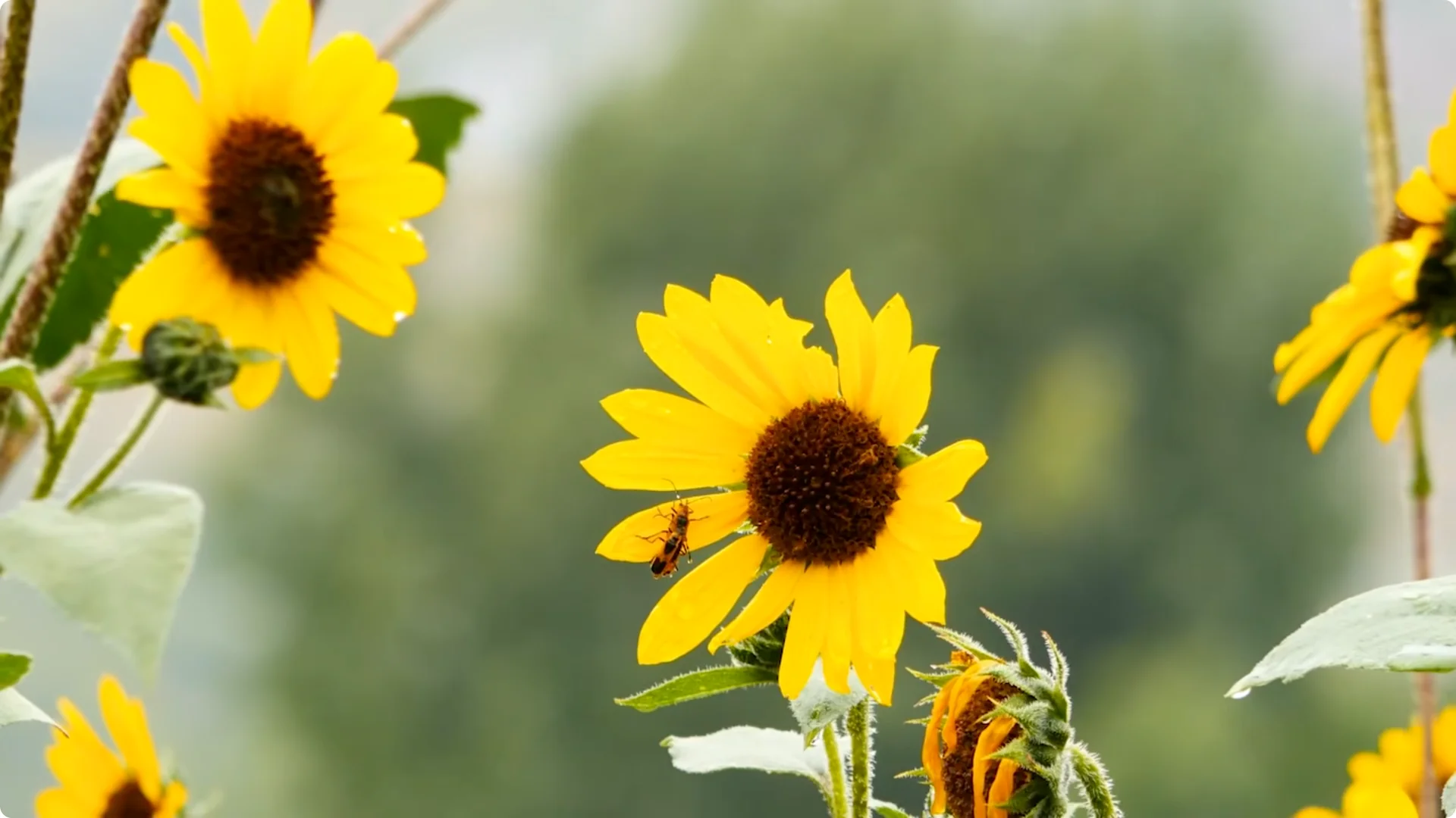 10 Plants That Can Instantly Transform Your Garden This Summer screenshot 2