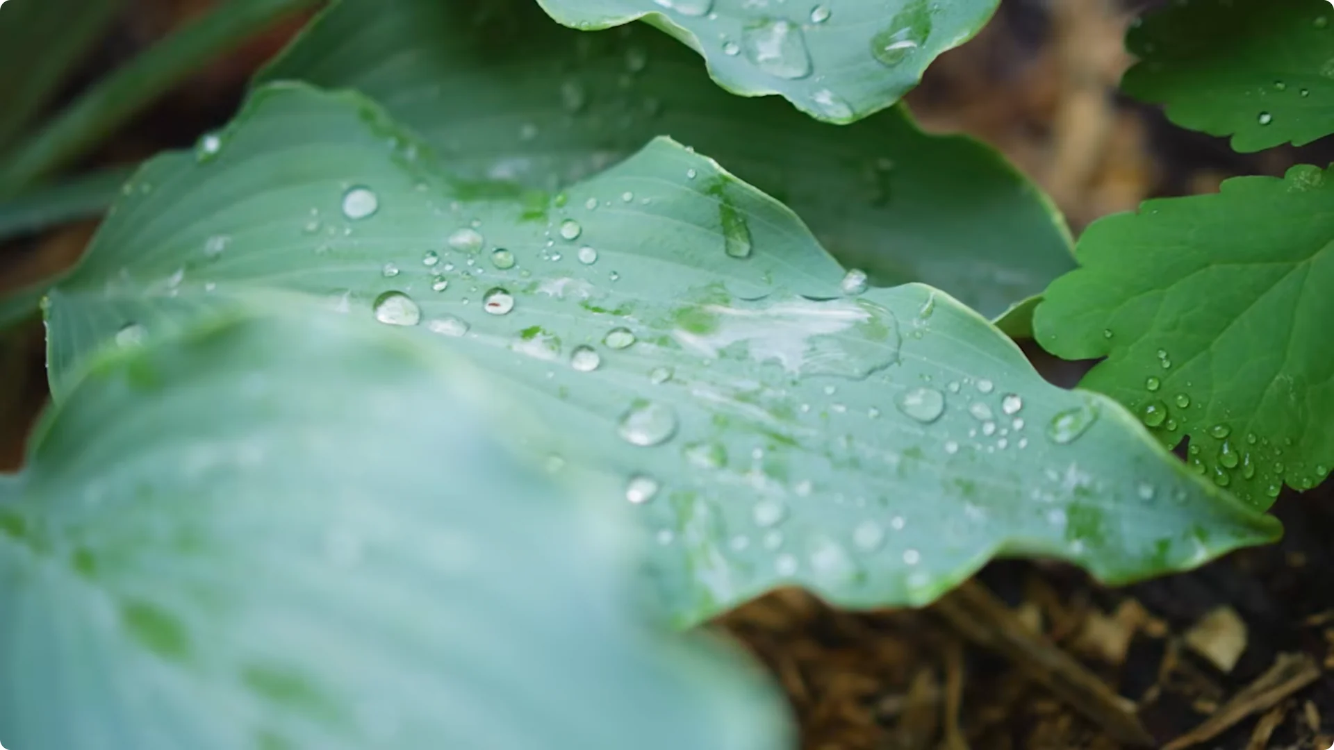 10 Plants That Can Instantly Transform Your Garden This Summer screenshot 20