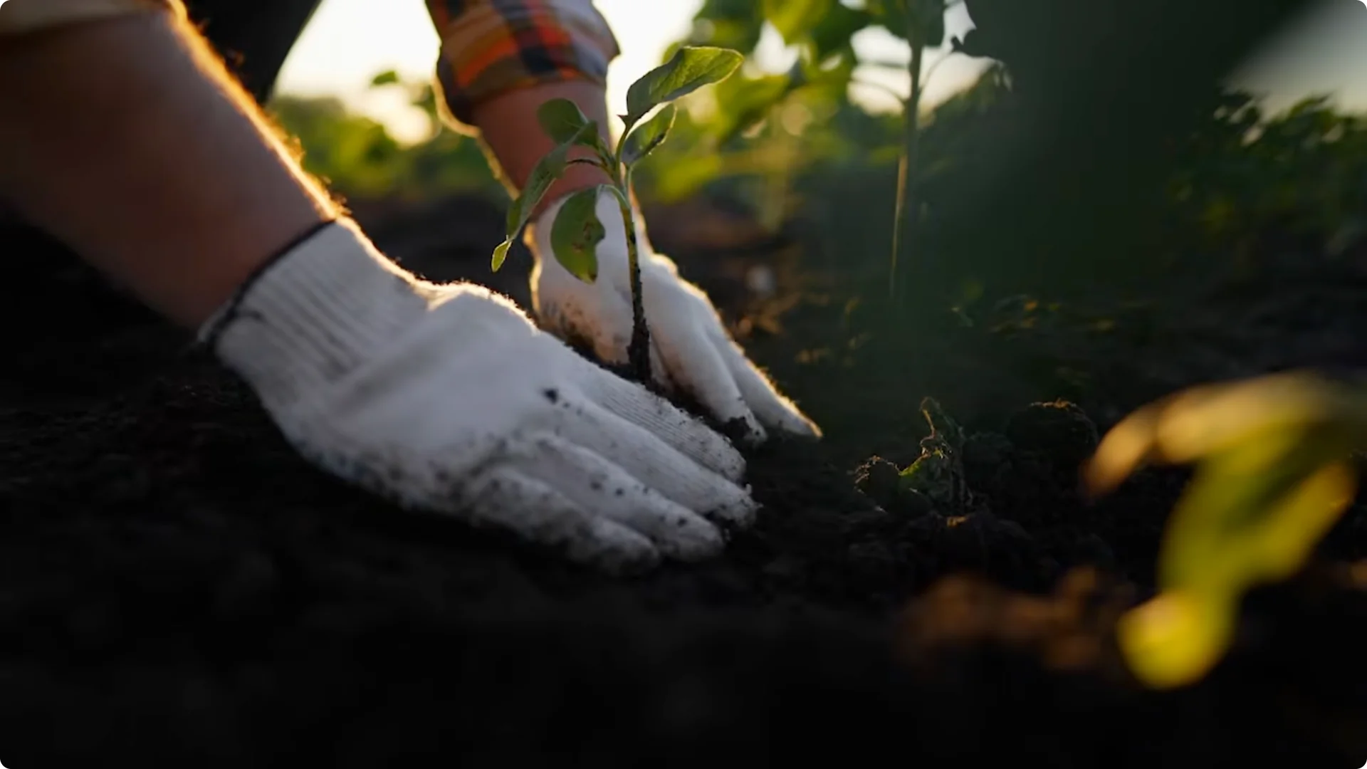 10 Plants That Can Instantly Transform Your Garden This Summer screenshot 21
