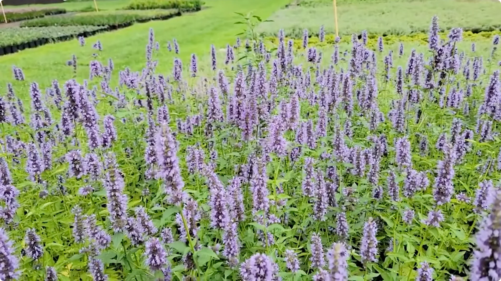 10 Plants That Can Instantly Transform Your Garden This Summer screenshot 23