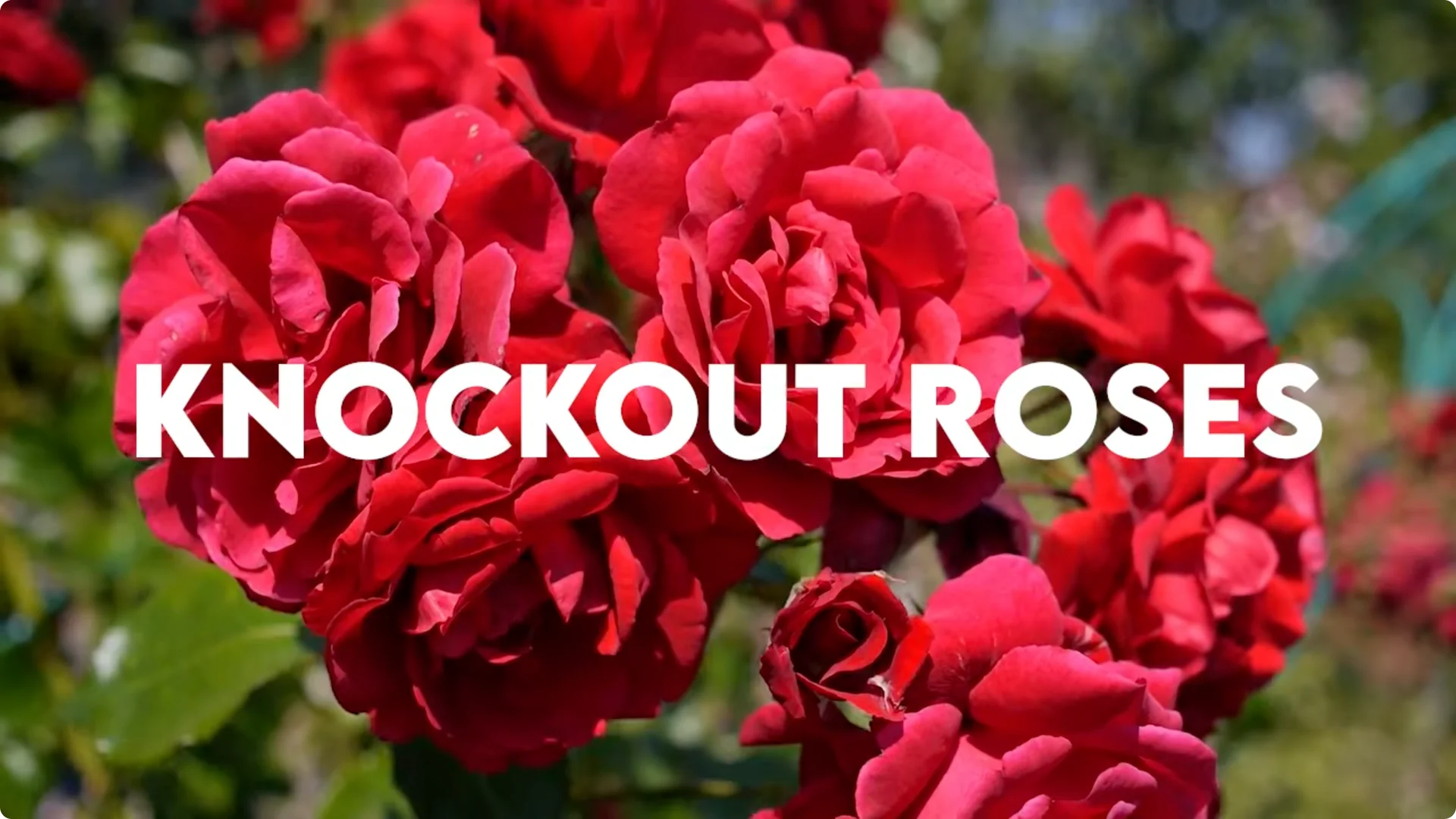 10 Plants That Can Instantly Transform Your Garden This Summer screenshot 25