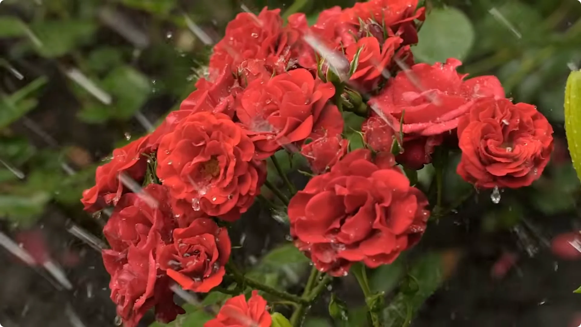 10 Plants That Can Instantly Transform Your Garden This Summer screenshot 26