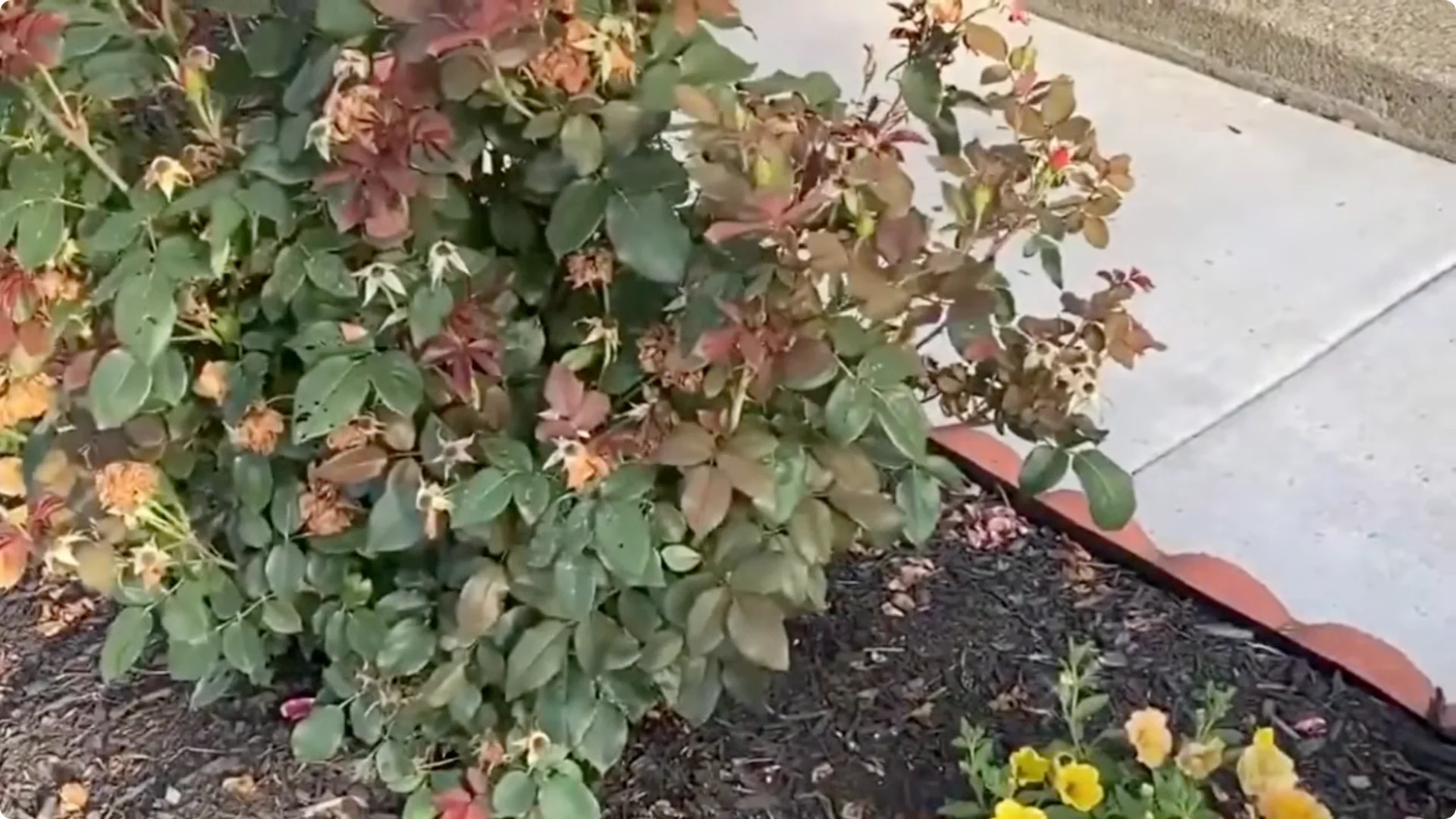 10 Plants That Can Instantly Transform Your Garden This Summer screenshot 27