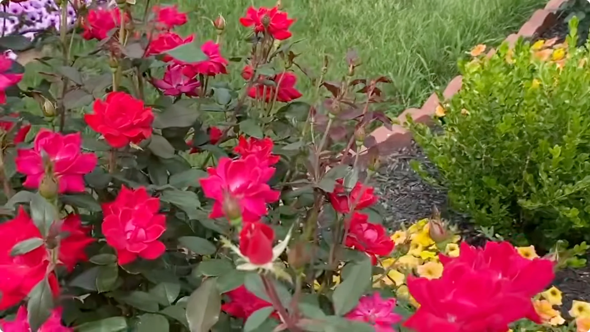 10 Plants That Can Instantly Transform Your Garden This Summer screenshot 28