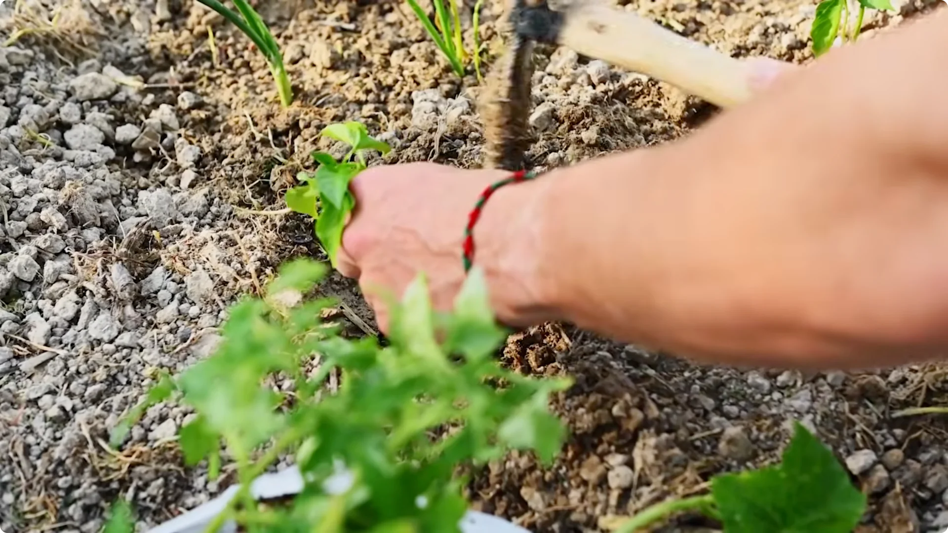 10 Plants That Can Instantly Transform Your Garden This Summer screenshot 3