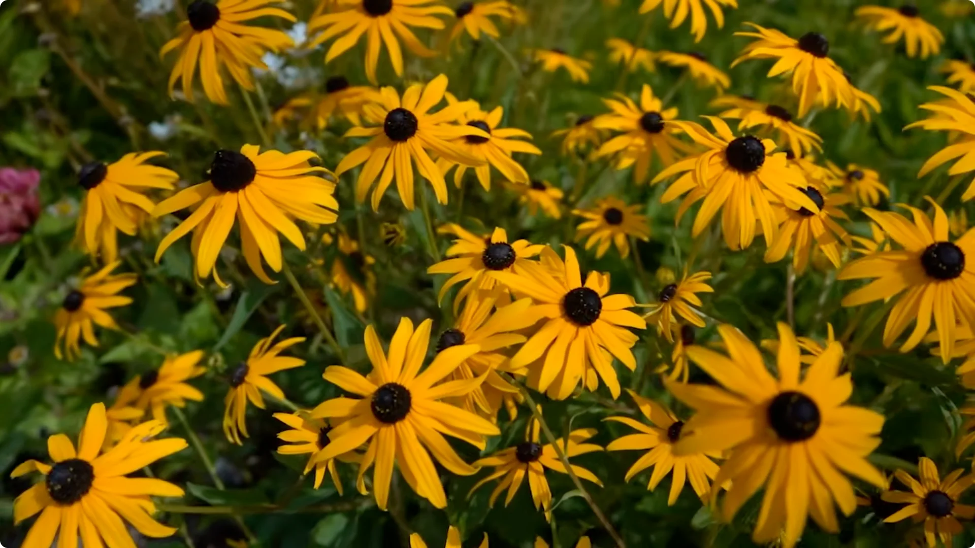 10 Plants That Can Instantly Transform Your Garden This Summer screenshot 4
