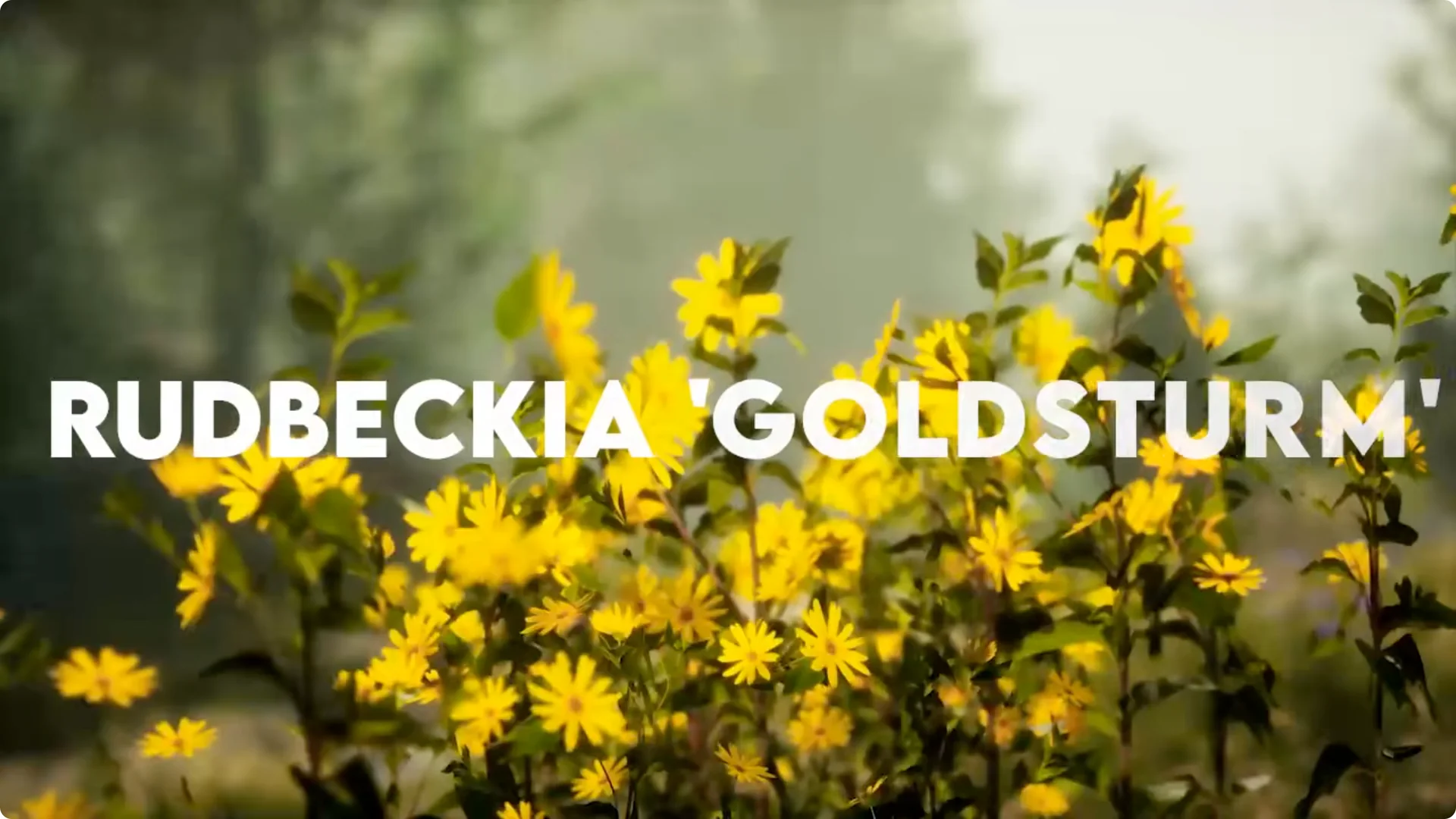 10 Plants That Can Instantly Transform Your Garden This Summer screenshot 5