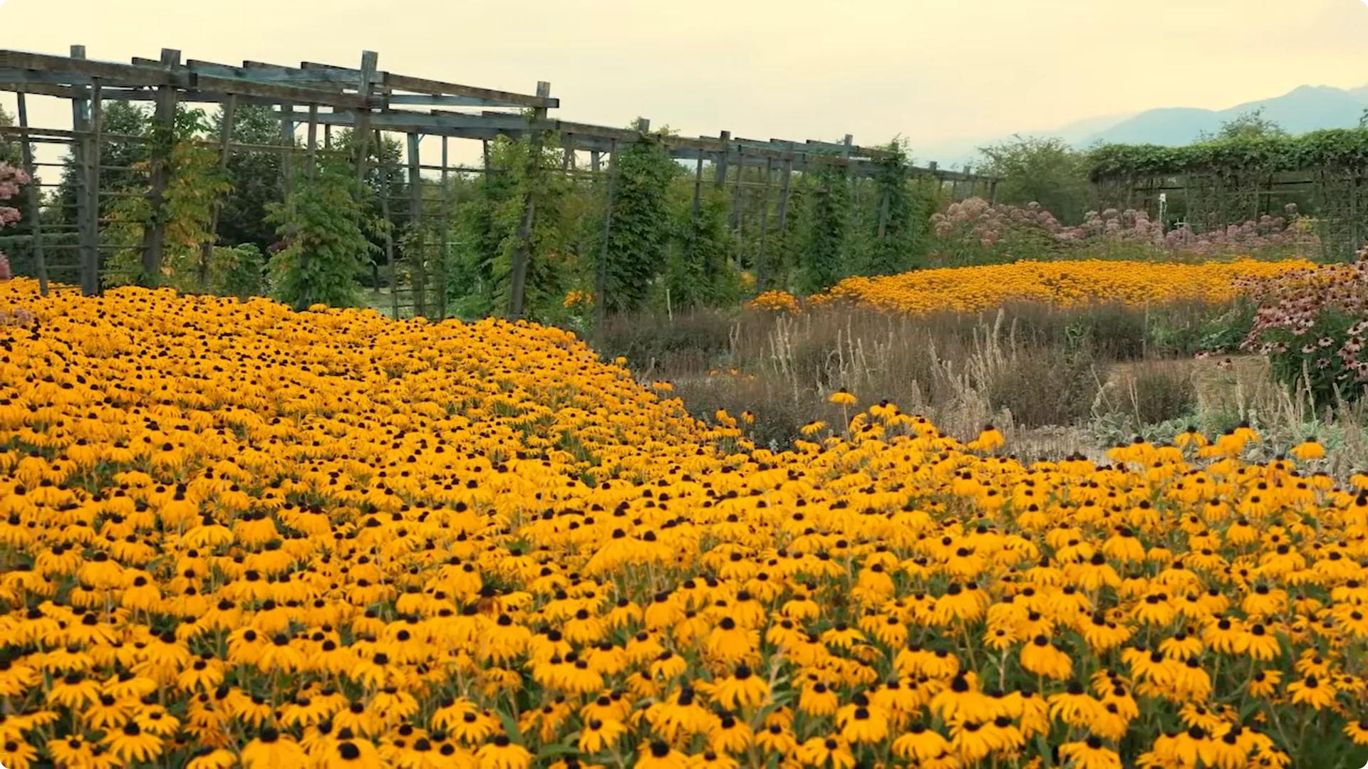 10 Plants That Can Instantly Transform Your Garden This Summer screenshot 6