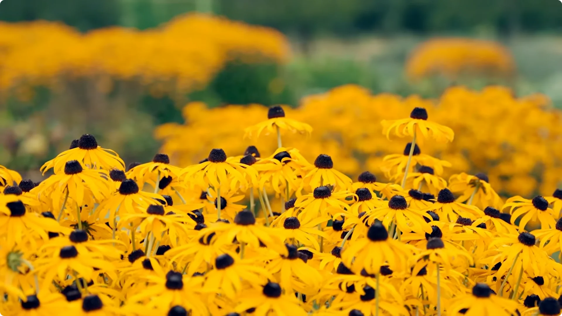 10 Plants That Can Instantly Transform Your Garden This Summer screenshot 8