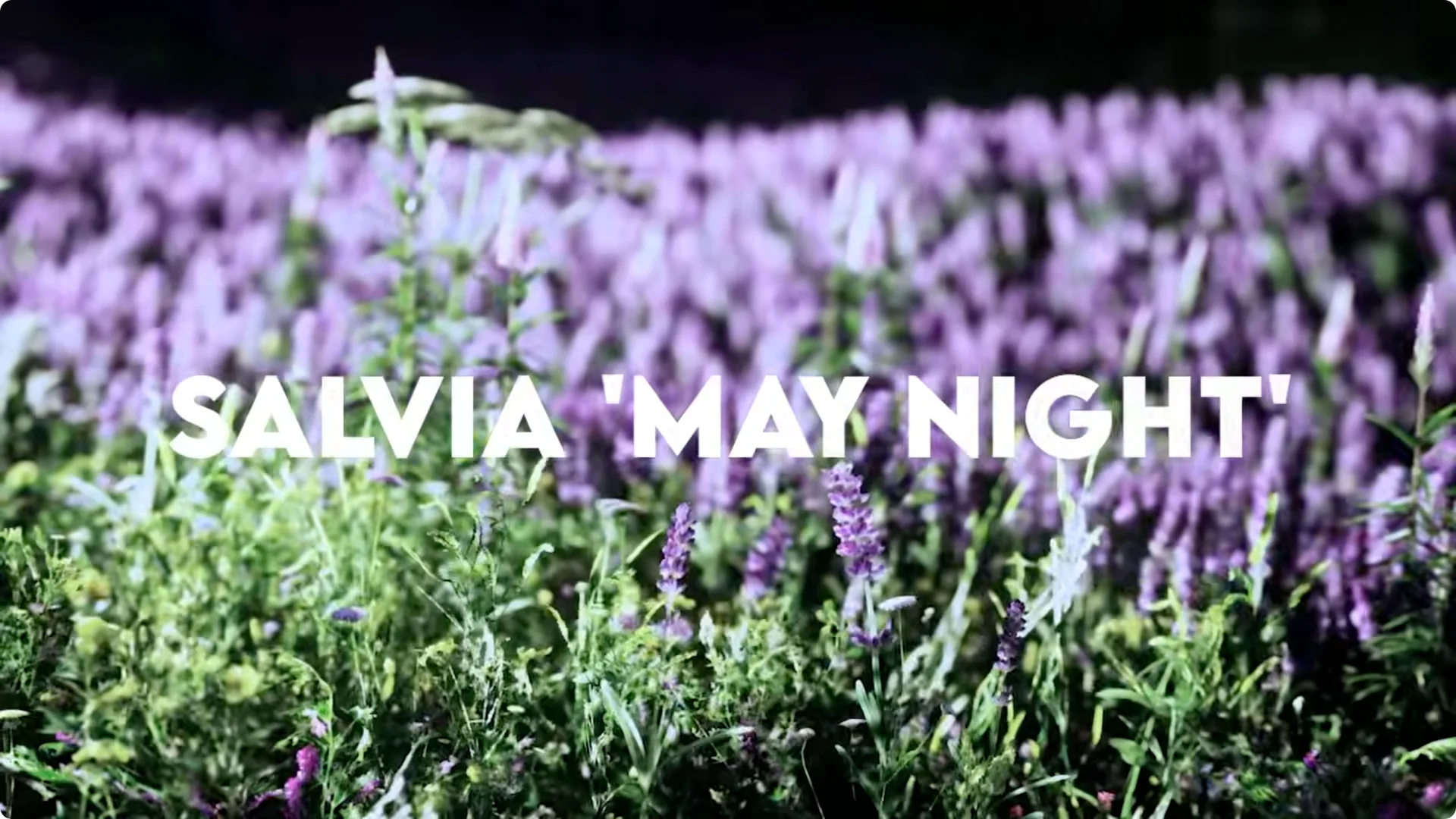 10 Plants That Can Instantly Transform Your Garden This Summer screenshot 9