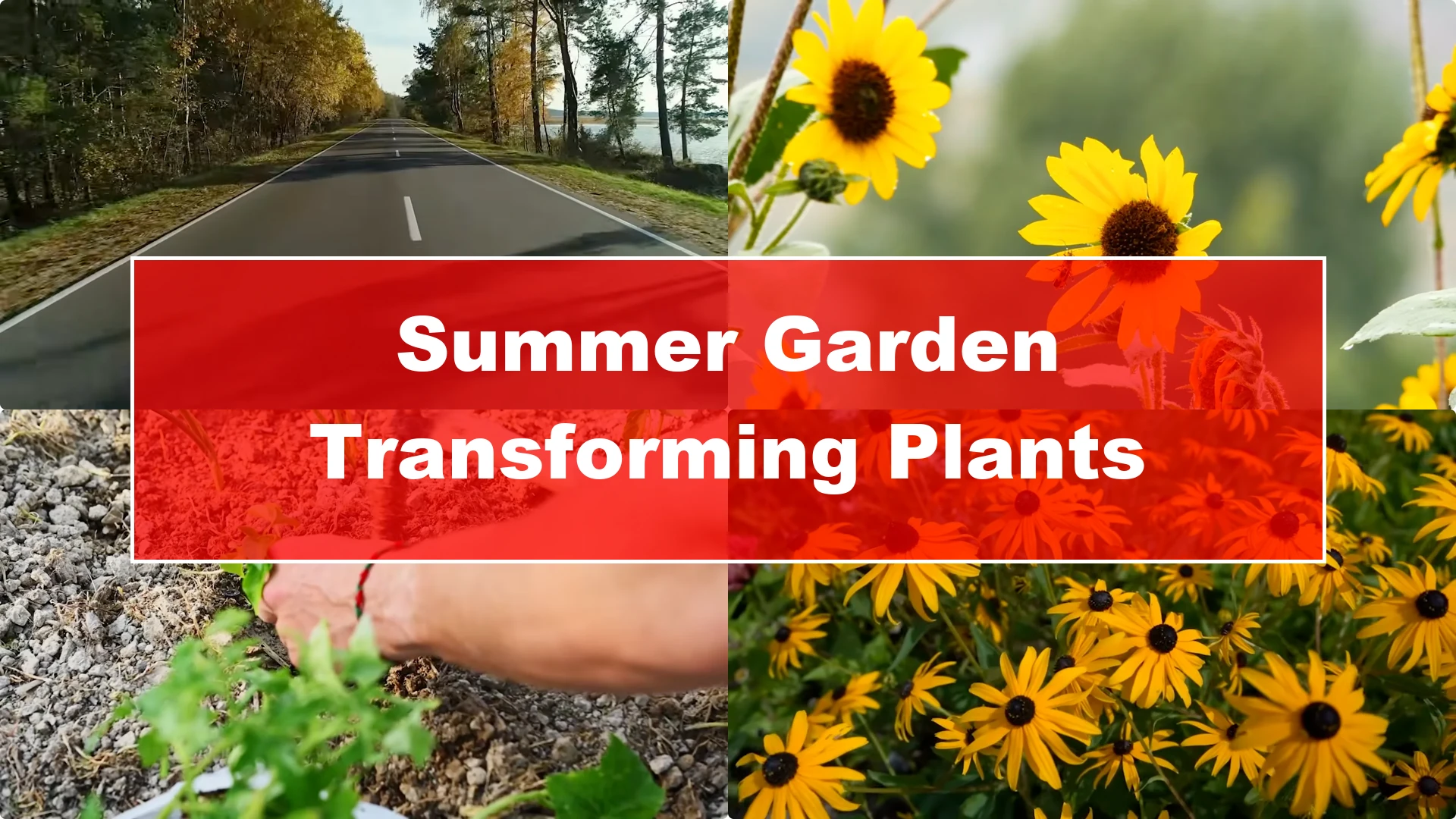 10 Plants That Can Instantly Transform Your Garden This Summer - Featured Image