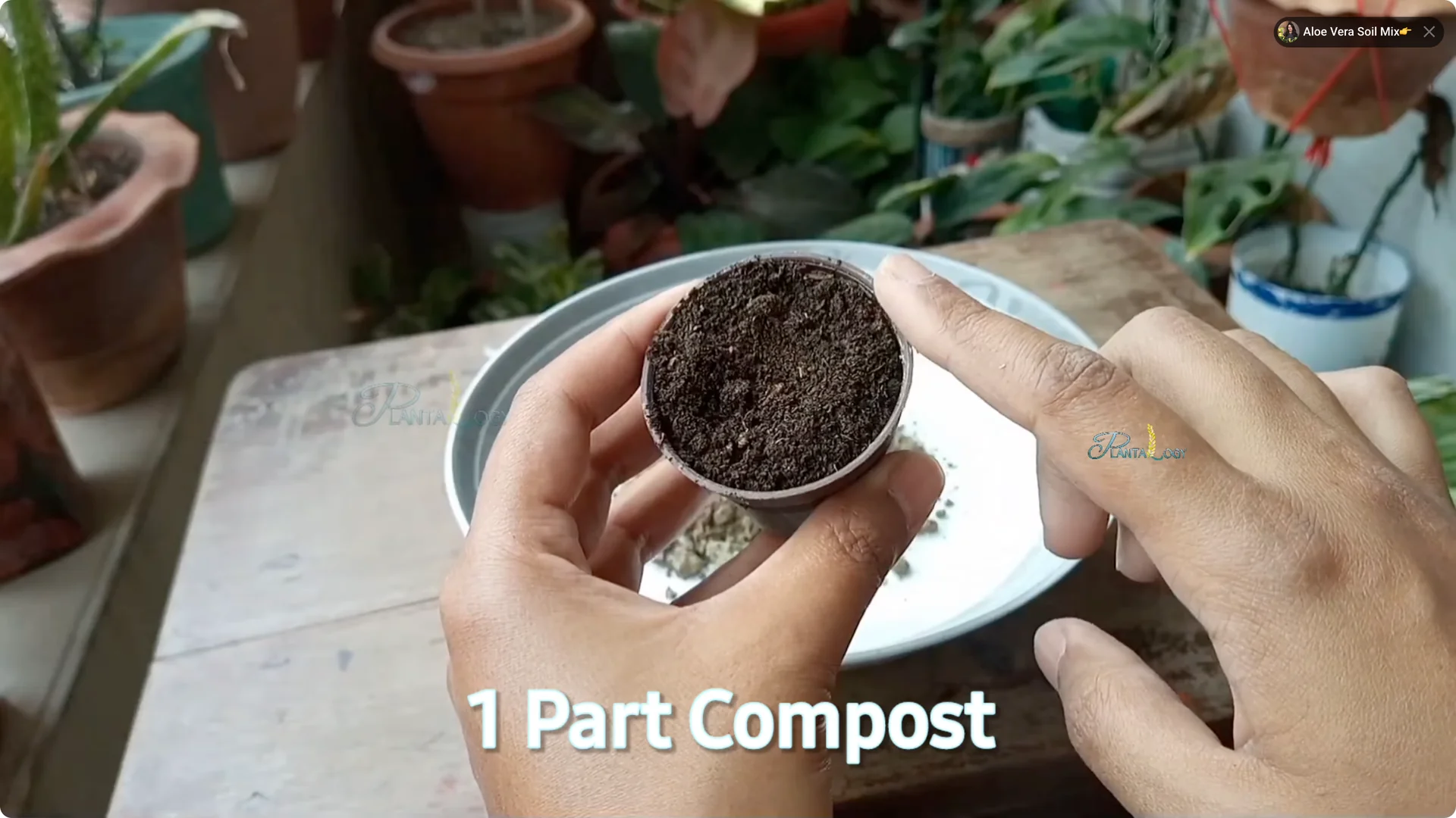 4 Key Aloe Vera Care Tips to Help Your Plant Thrive Indoors screenshot 1