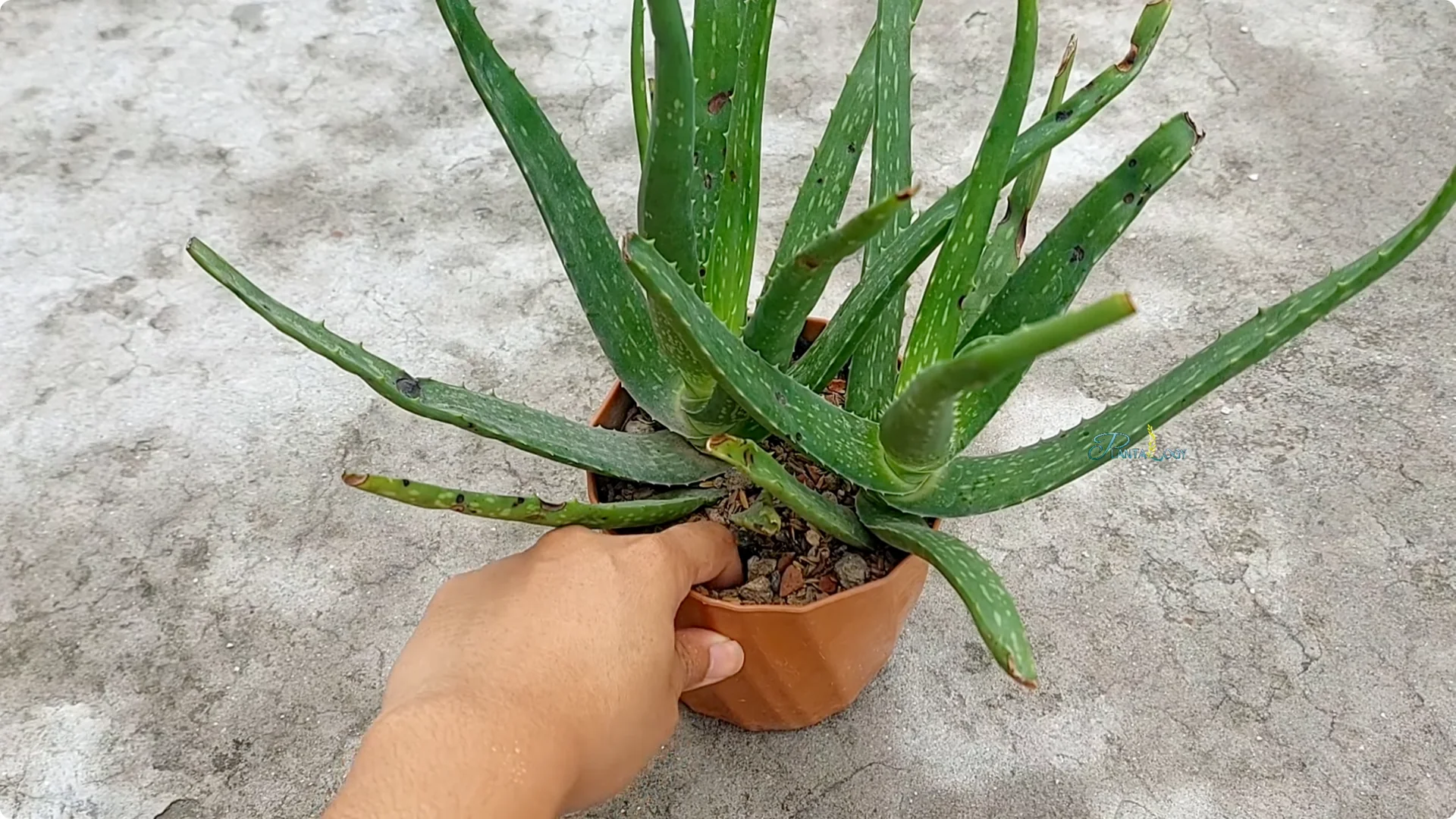 4 Key Aloe Vera Care Tips to Help Your Plant Thrive Indoors screenshot 2