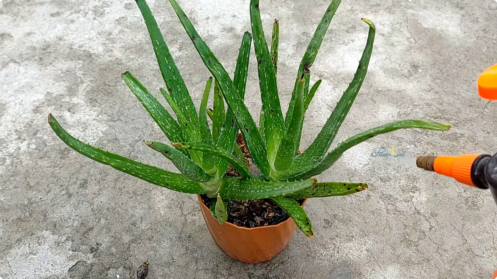 4 Key Aloe Vera Care Tips to Help Your Plant Thrive Indoors screenshot 3