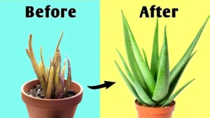 4 Key Aloe Vera Care Tips to Help Your Plant Thrive Indoors - Featured Image