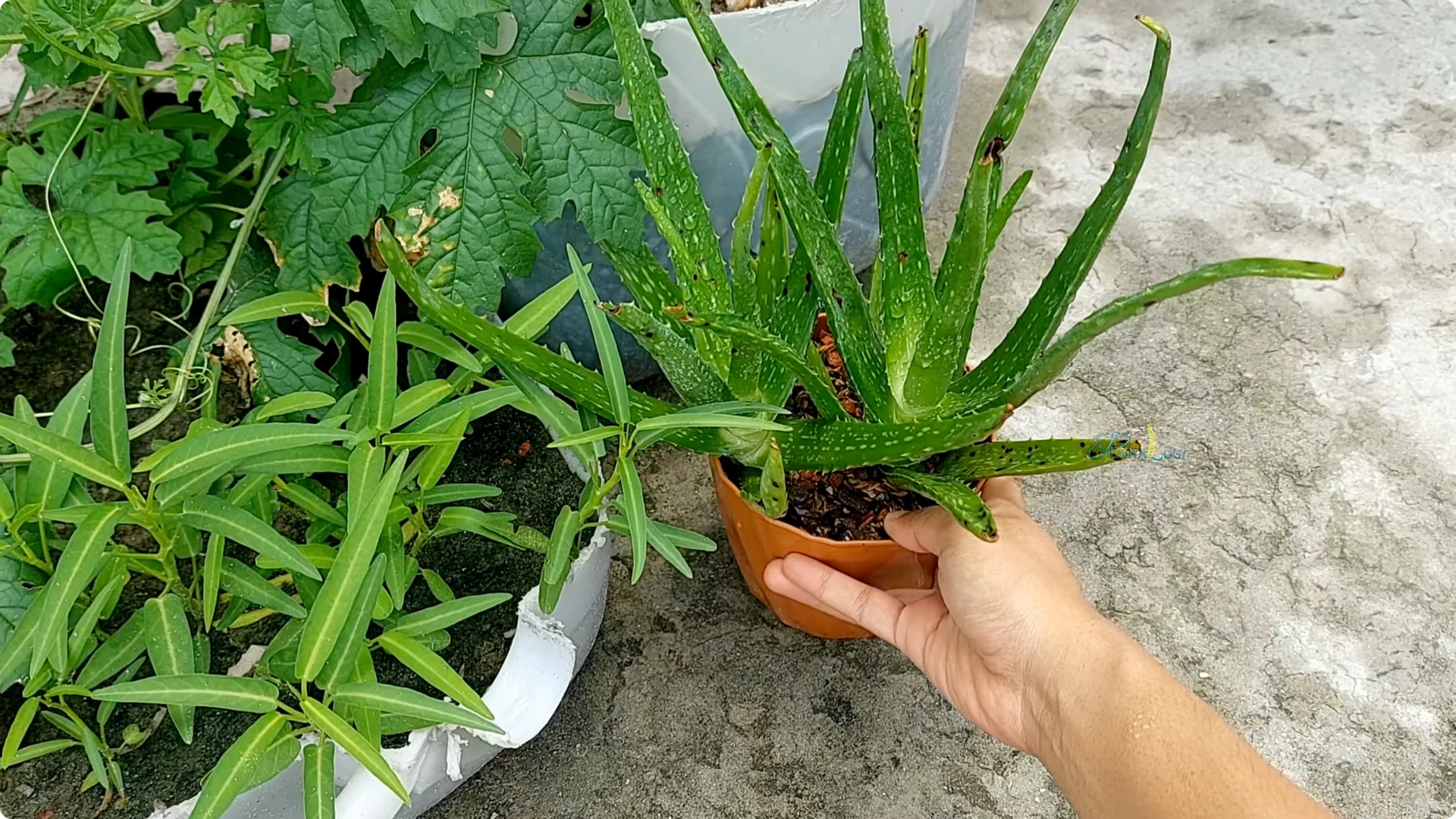 4 Key Aloe Vera Care Tips to Help Your Plant Thrive Indoors screenshot 4