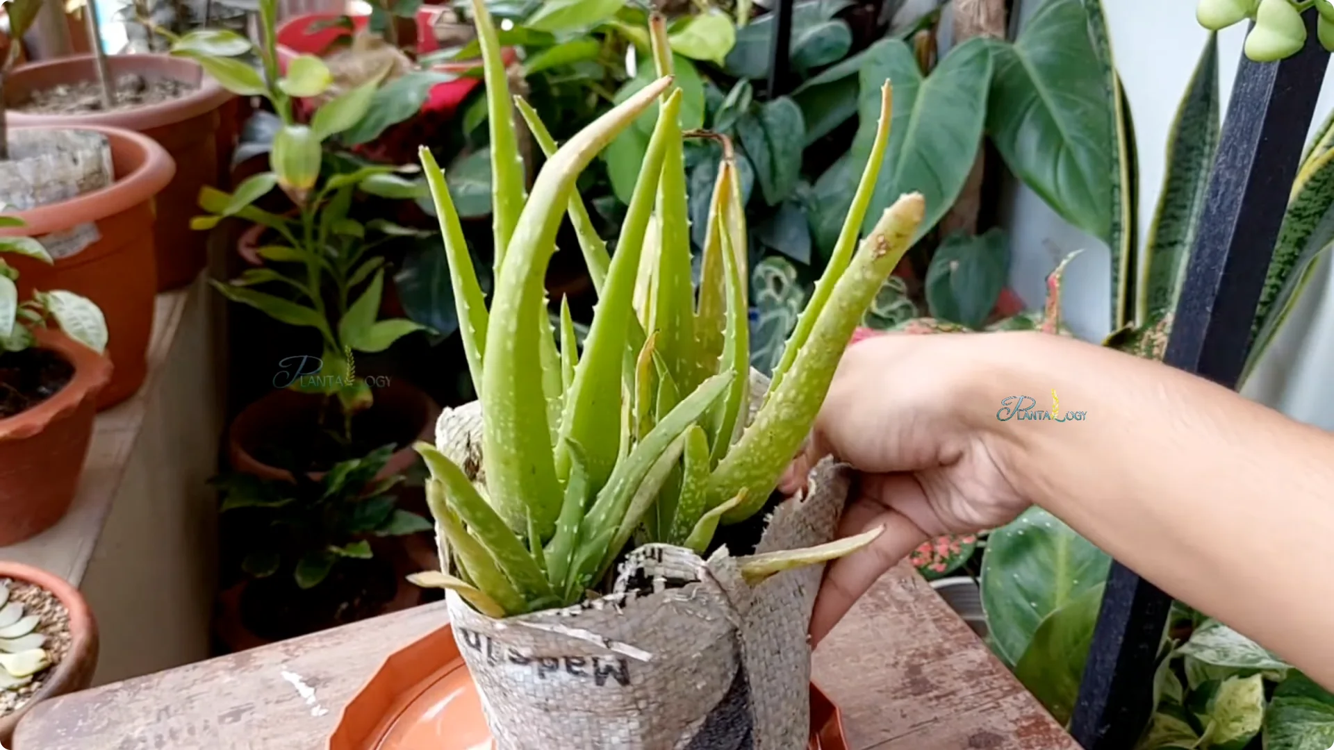 4 Key Aloe Vera Care Tips to Help Your Plant Thrive Indoors screenshot 5