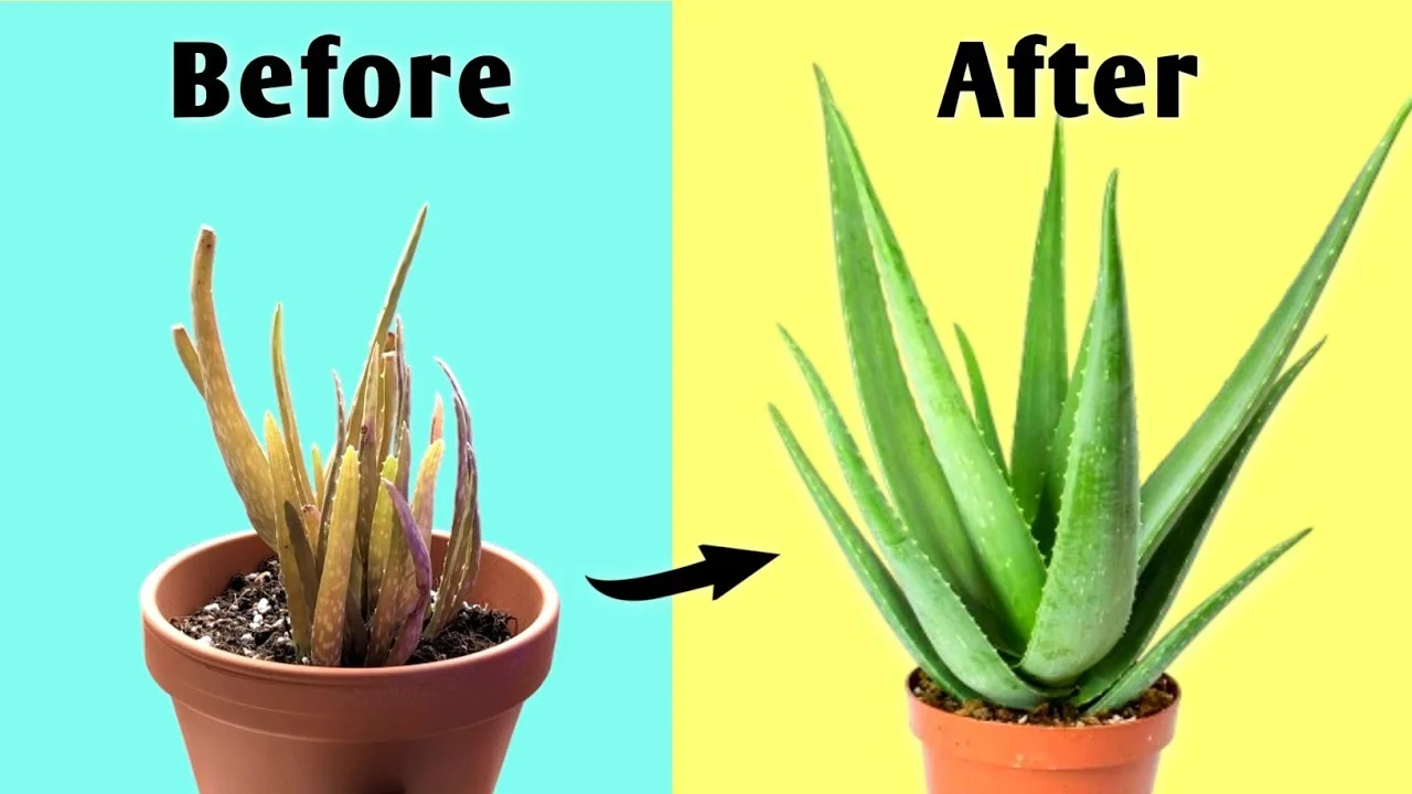 4 Key Aloe Vera Care Tips to Help Your Plant Thrive Indoors - Featured Image