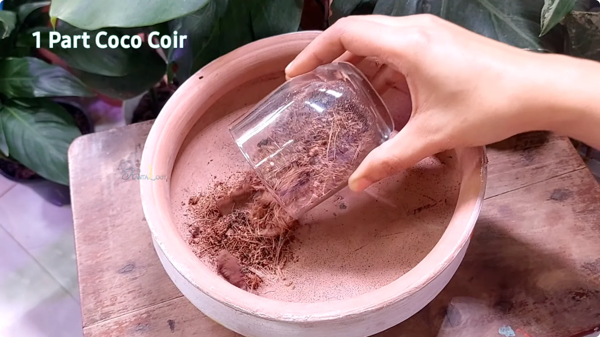 7 Essential Peace Lily Care Tips Every Plant Owner Should Know screenshot 1