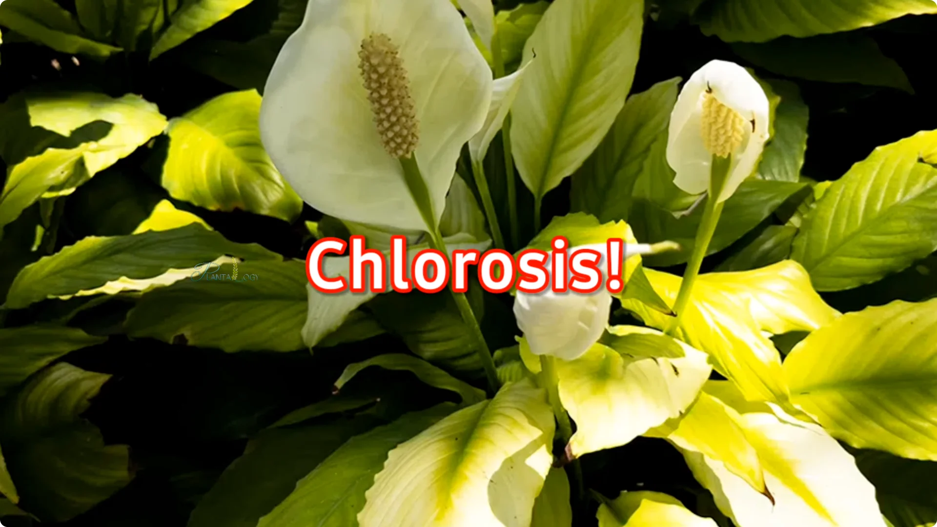 7 Essential Peace Lily Care Tips Every Plant Owner Should Know screenshot 2