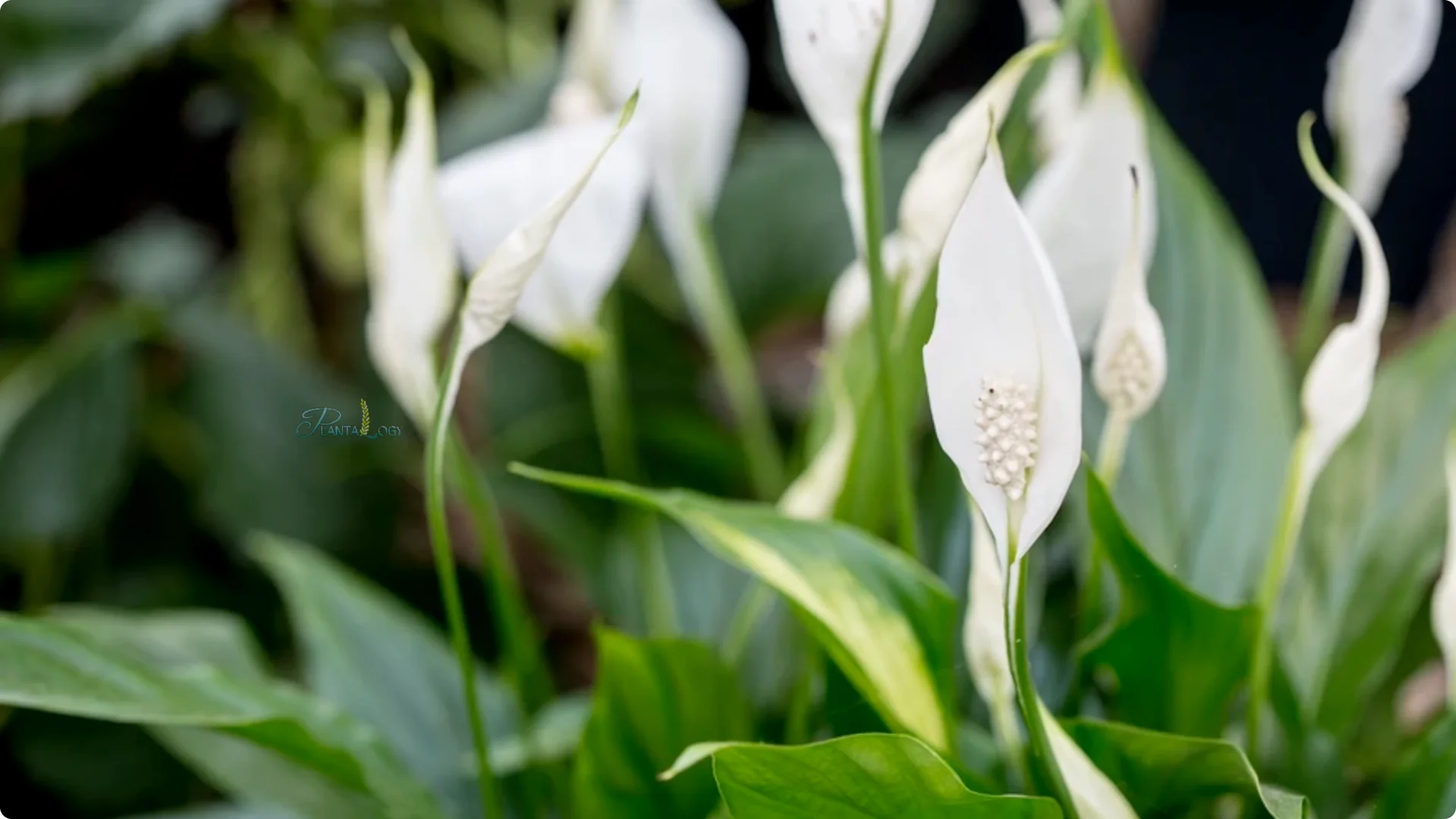 7 Essential Peace Lily Care Tips Every Plant Owner Should Know screenshot 3