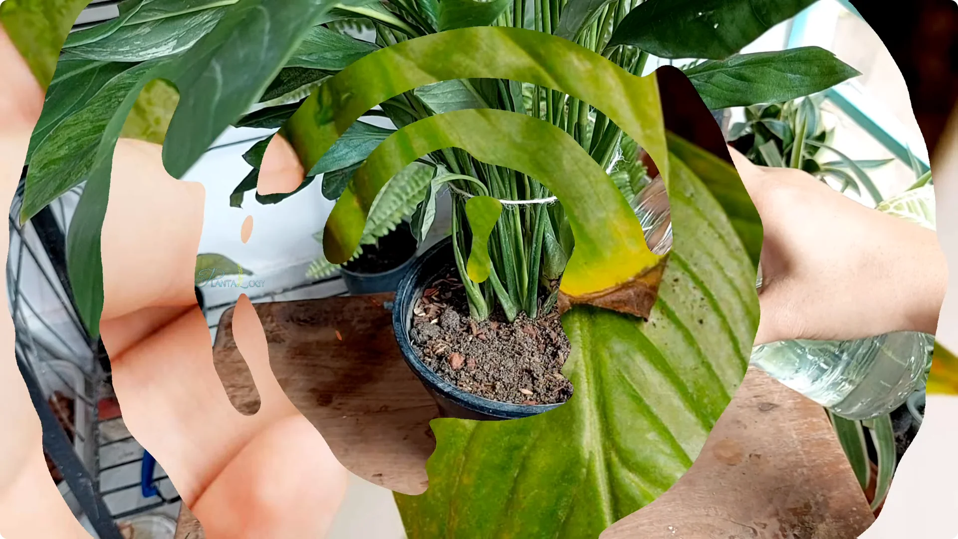 7 Essential Peace Lily Care Tips Every Plant Owner Should Know screenshot 4